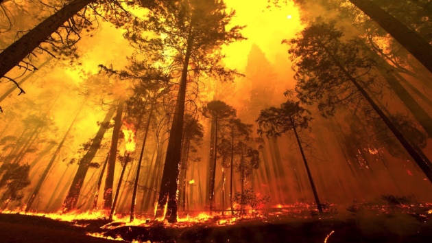 Берегите лес от огня! На территории Удмуртии введен противопожарный режим 